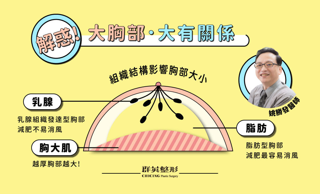 乳房組織結構圖,高雄_內視鏡隆乳_推薦_姚勝發醫師